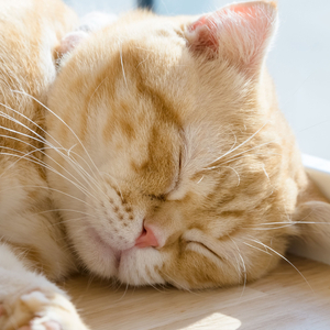 Veil of Silence Over the Nightfall