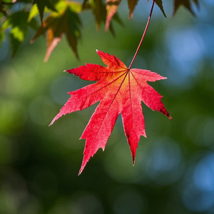 Maple Jazz #9-Cafe Break