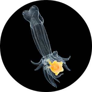 Altostratus (Original Mix)