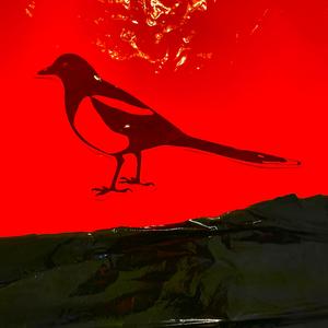 En skata satt på en gren