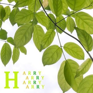 푸른 정원의 아침