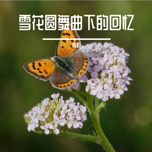 雪花圆舞曲下的回忆 伴奏