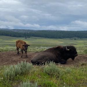 Horses (In The Road)