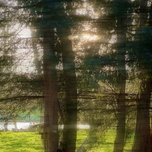 Organic Spring
