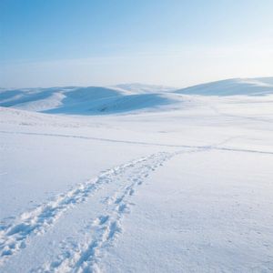 雪野无垠