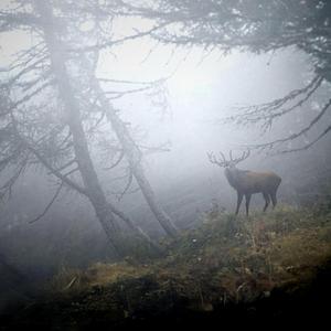 Bu dağda maral gezer