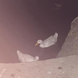 I've Lost All Faith in Medicine