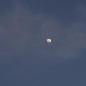 当妮走了（cover 小阿颜）