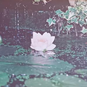 Faded Photographs (Final)