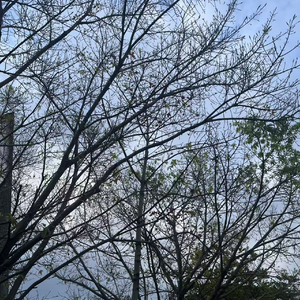 镜中花雪