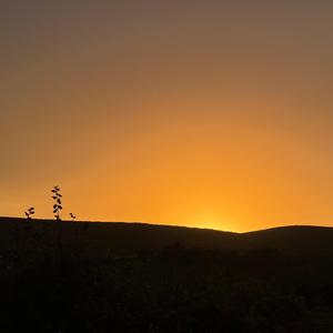 Harvest Glow
