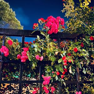 南方的女王（cover尧十三）