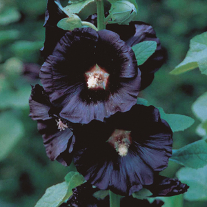 Cabochon (Dalhous Remix)