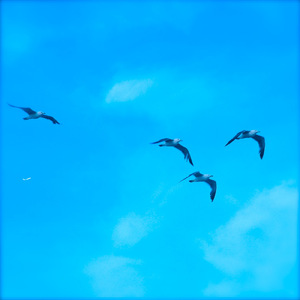 願いのマンボウ