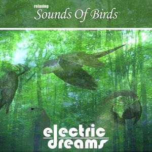 Woodpecker's Waterfall