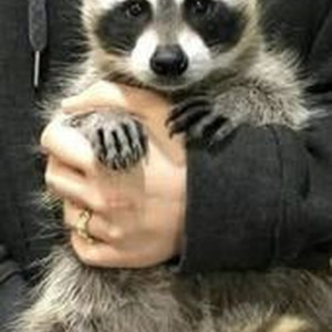 Whip A Tesla (slowed)