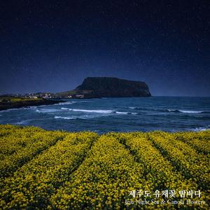 제주도 유채꽃 밤바다(jeju Night Sea & Canola Flowers)