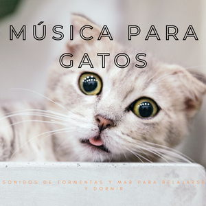 Tarde Lluviosa