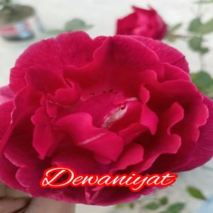 Dewaniyat