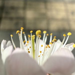 蕾