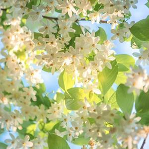 咏春 七朵组合 1.1氛围