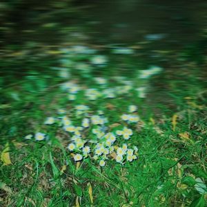 走出花田prod.everestdidthis