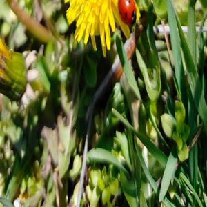 Bindik bir alamete, nükleer kiyamete..