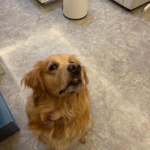 告白(Acoustic)伴奏