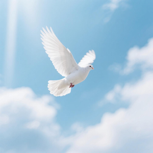 我的鸽子很曼妙