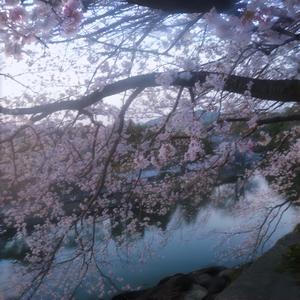 冬樱 ～ White Reminiscence