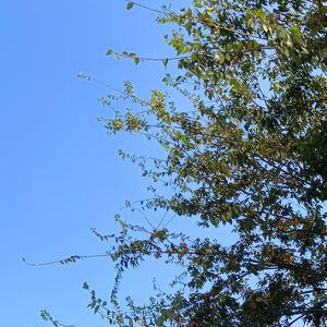 共舞月光的心跳乐章