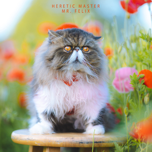 mr. felix