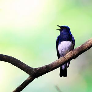 5分間マインドフルネス　リフレッシュ瞑想