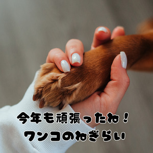 今年も頑張ったね！ワンコのねぎらい