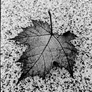 十三月（Thirteen month）