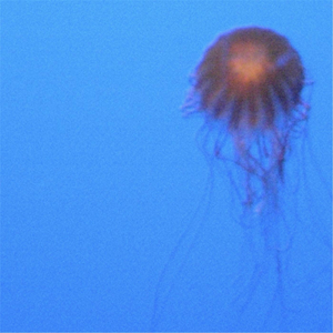 Ctenophora 2 (Depths)