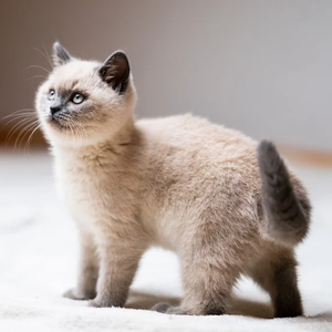 手心的夏天（feat.洛天依ACE）