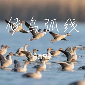 候鸟弧线