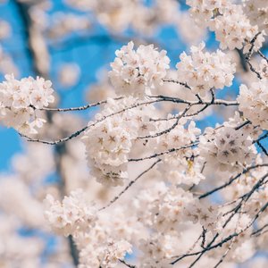 暖阳入景和春光