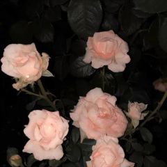 就算你活在二次元