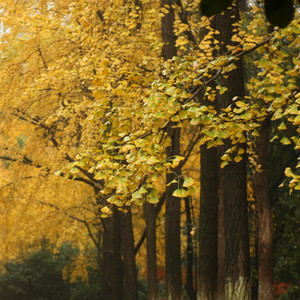 八舍旁的梧桐树与开水房