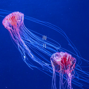 海月