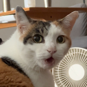 聴けたらラッキー猫の音３選