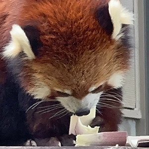 紅蓮落雷 アコースティク