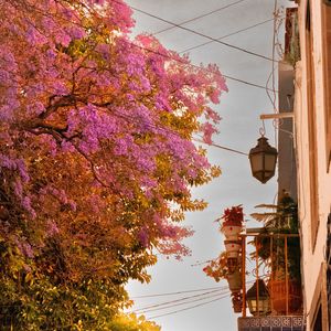 jacarandas
