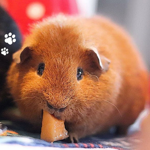 Tingles avec mes cochons d'Inde Pt.4