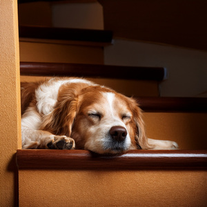 El Baile Del Cachorro Juguetón