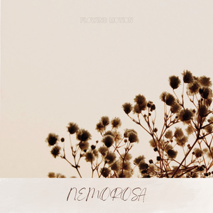 Nemorosa