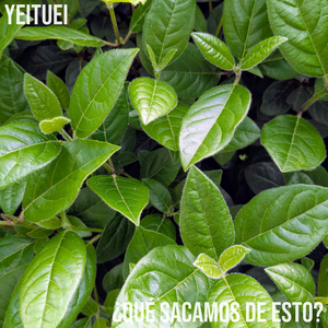 I Will Just Do What I Want Without Attaching Any Ideological Meaning to It