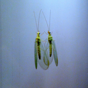 01001100 01001111 01010110 01000101